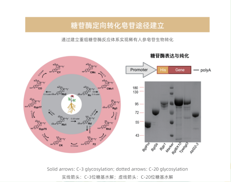 萃程生物|专注稀有人参皂苷新探索，致力于人参食品现代化解决方案