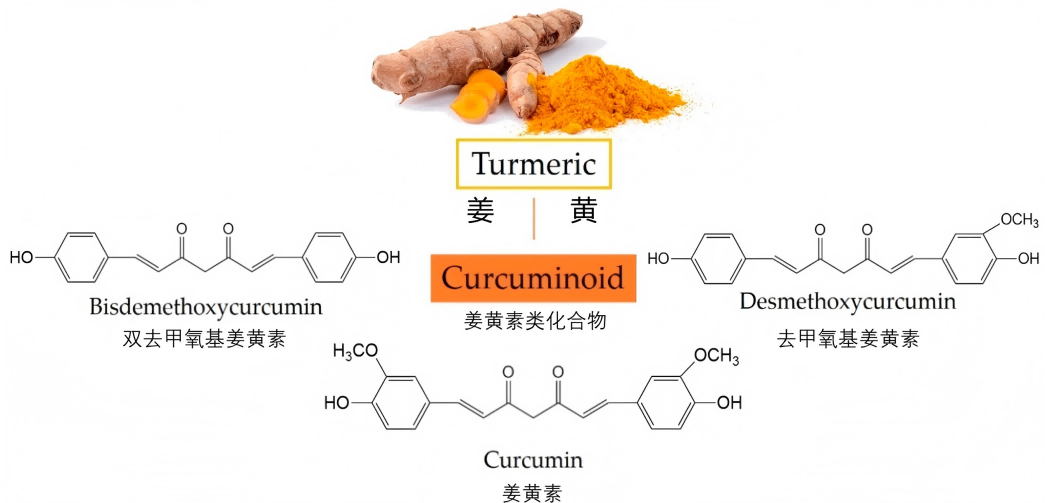 姜黄健康密钥：生物利用度 健康抗炎关键
